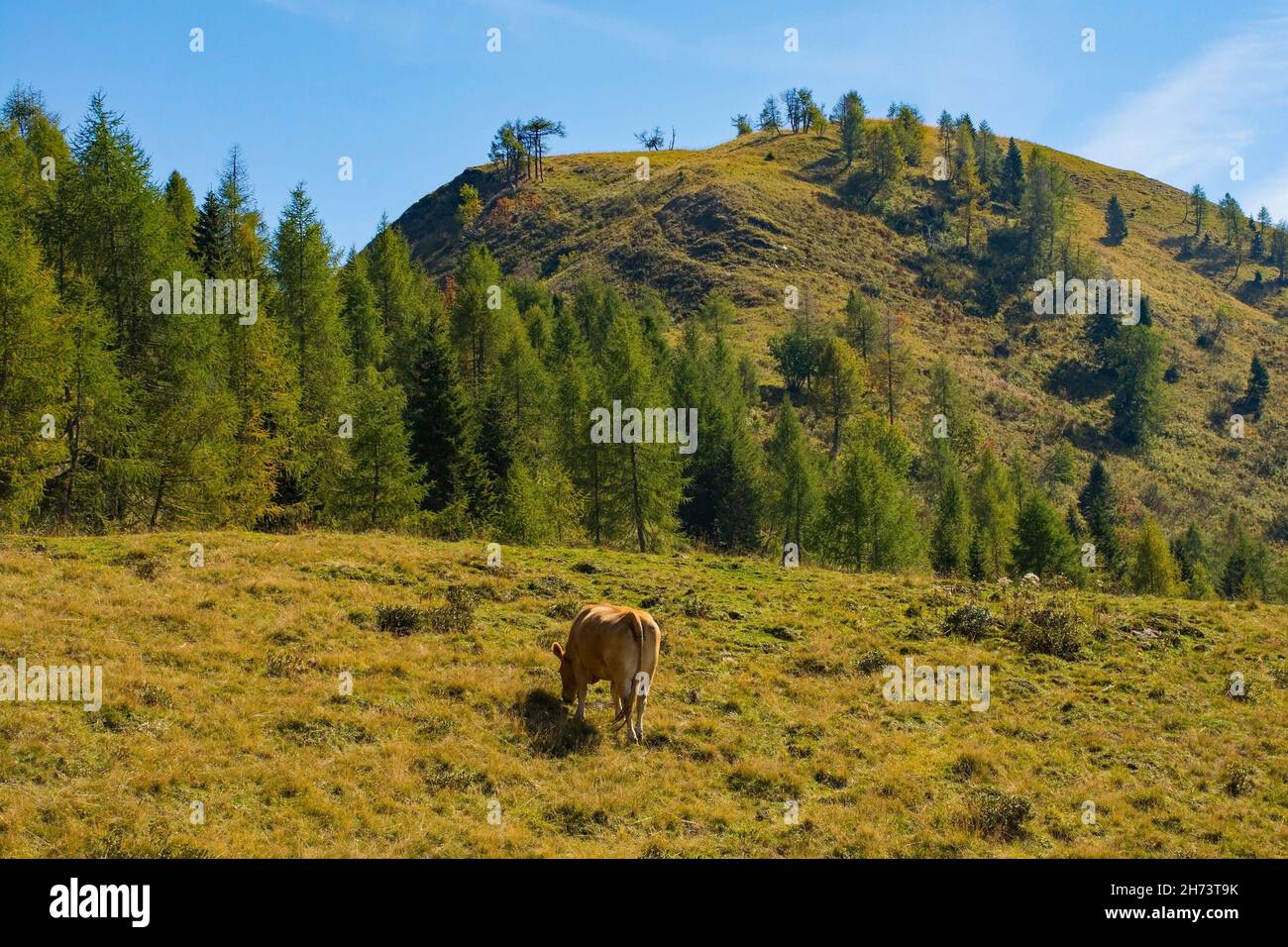 Mucca da latte nel suo pascolo estivo a Laghi di Festons a Sella Festons vicino a Sauris di sopra, provincia di Udine, Friuli-Venezia Giulia, Italia nord-orientale Foto Stock