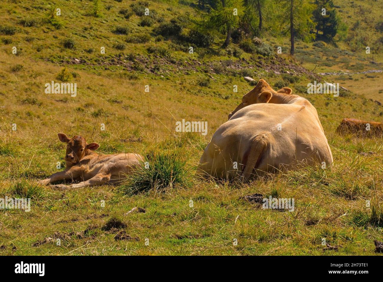 Mucche da latte nel loro pascolo estivo a Laghi di Festons a Sella Festons vicino a Sauris di sopra, provincia di Udine, Friuli-Venezia Giulia, nord-est Italia Foto Stock