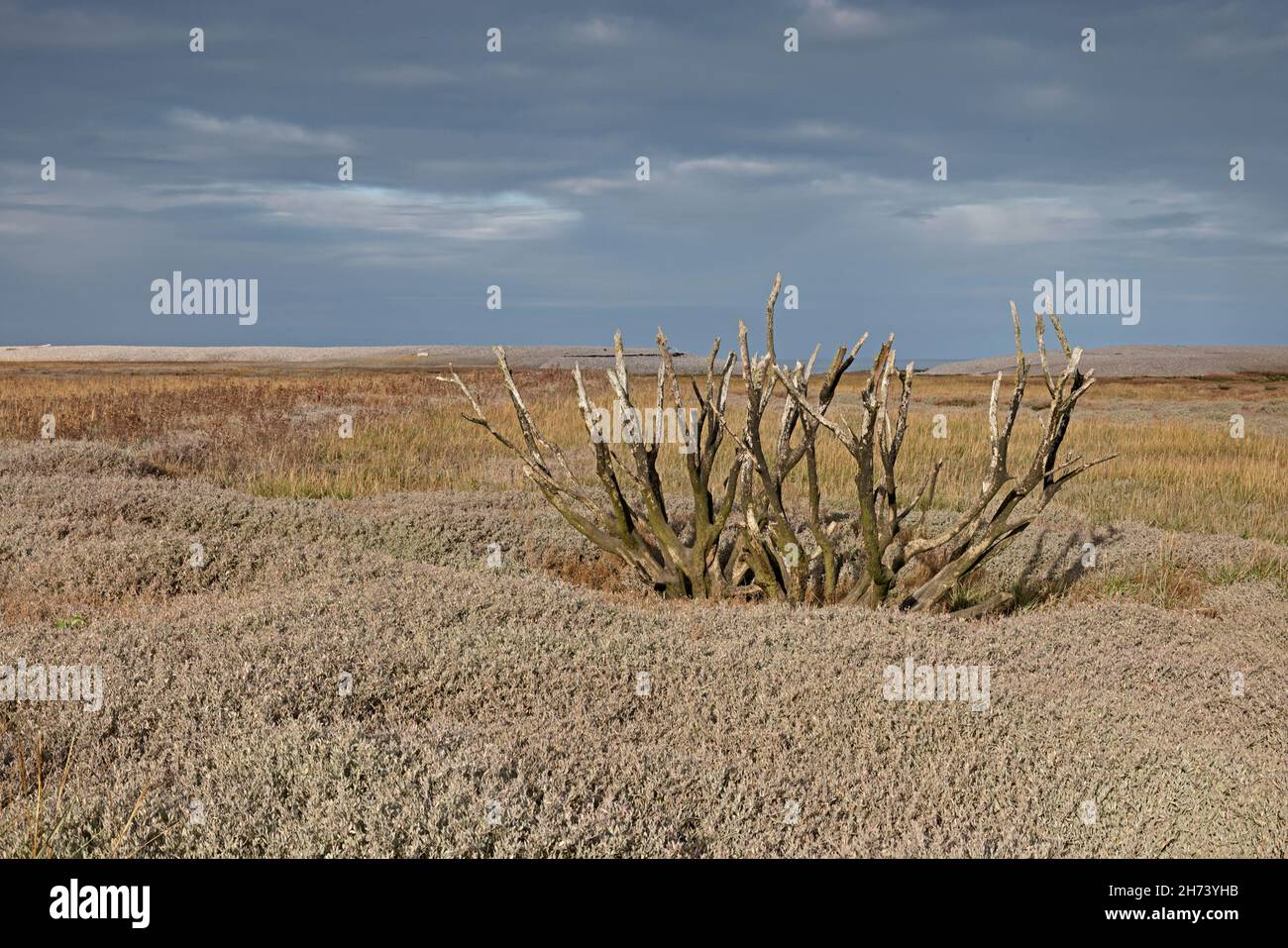 Alberi morti su Porlock Marsh Somerset Regno Unito Foto Stock