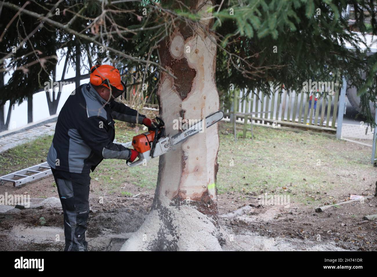 Turingia, Germania. 20 Nov 2021. 20 novembre 2021, Turingia, Königsee: Un dipendente di una società di alberi sega il tronco di un abete rosso alto 17 metri. Il abete viene trasportato a Berlino e deve essere eretto di fronte alla porta di Brandeburgo. Per la settima volta, l'albero di Natale alla porta di Brandeburgo proviene dalla Turingia. L'illuminazione a Berlino avrà luogo il 28 novembre. Foto: Bodo Schackow/dpa-Zentralbild/dpa Credit: dpa Picture Alliance/Alamy Live News Foto Stock