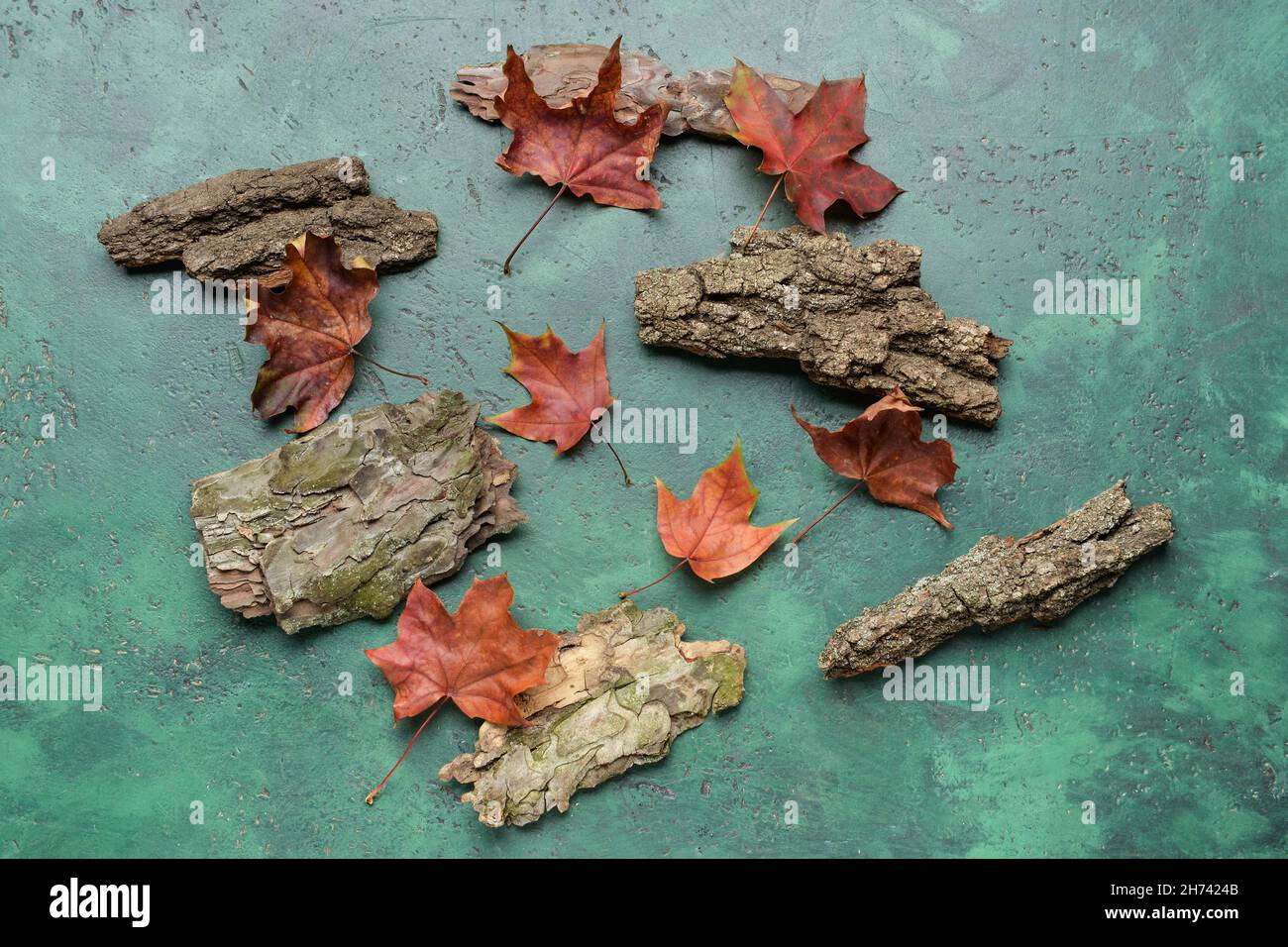 Foglie di acero autunnale e corteccia di alberi su sfondo colorato Foto Stock