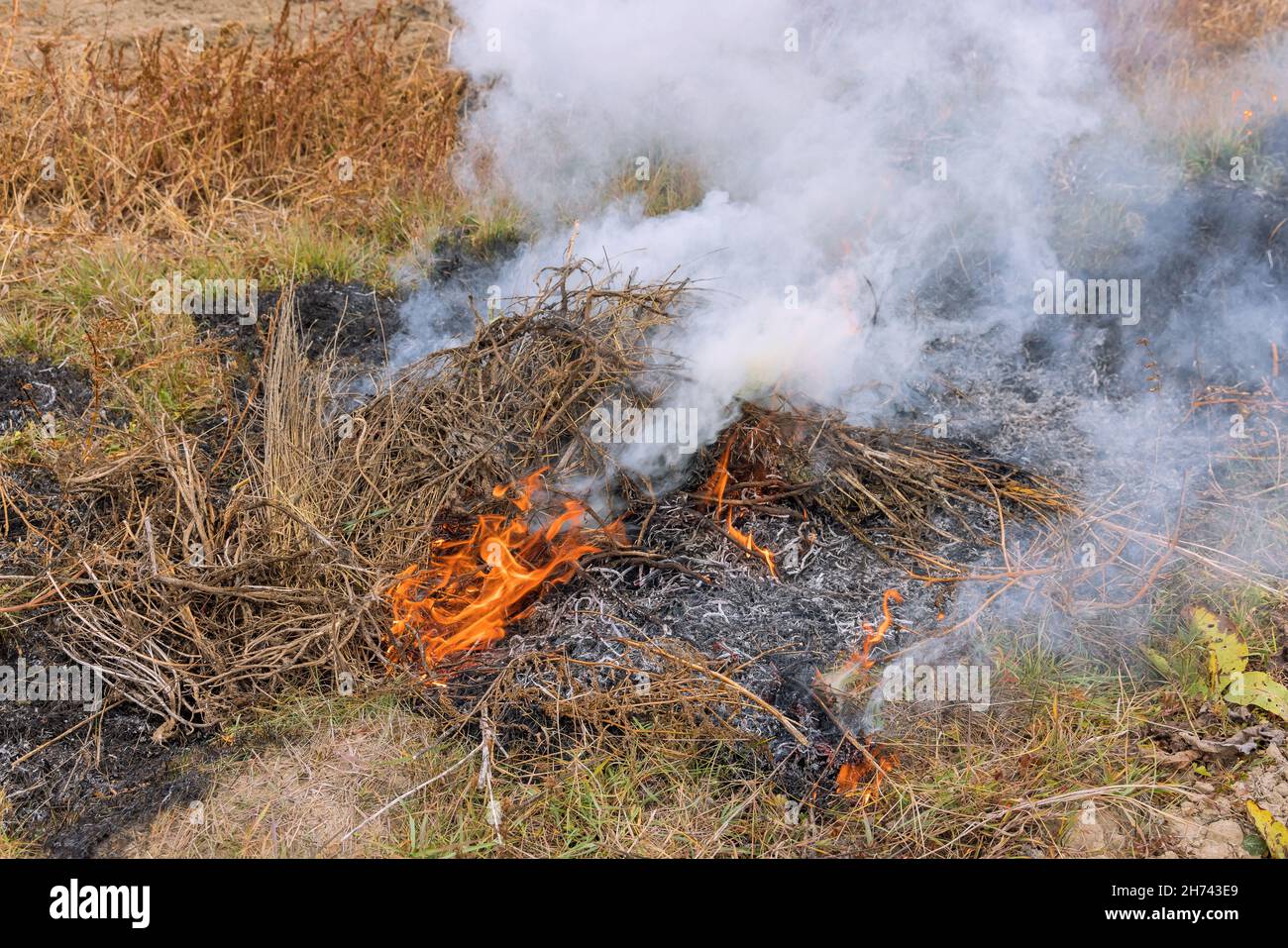 L'erba secca brucia il fuoco e il fumo nel campo prato il fuoco selvaggio aperto distrugge l'erba Foto Stock