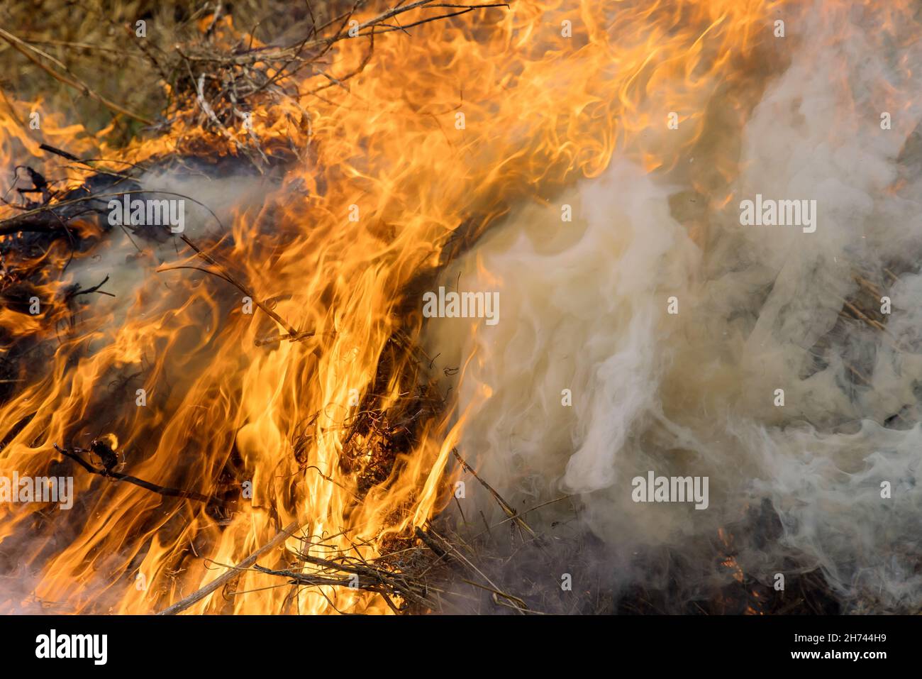 Natura in pericolo disastro con brucia prato campo selvaggio aperto fuoco distrugge l'erba su un campo Foto Stock
