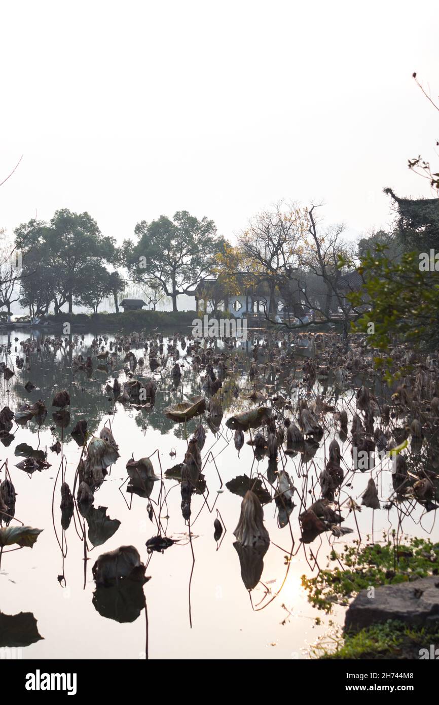 Loto sul lago. Il Loto nel Breeze al paesaggio del cortile Crooked nel lago occidentale. Il nome cinese del parco è Quyuanfenghe. Foto Stock