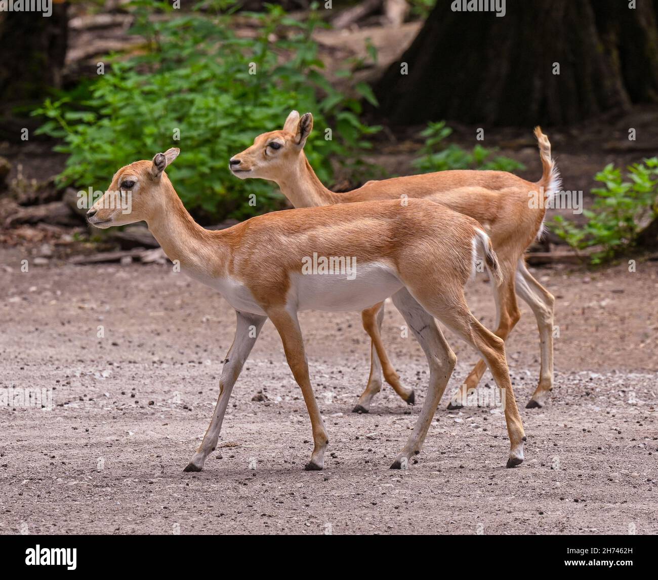 Blackbuck al bordo della foresta. Karlsruhe, Baden Wuerttemberg, Germania Foto Stock