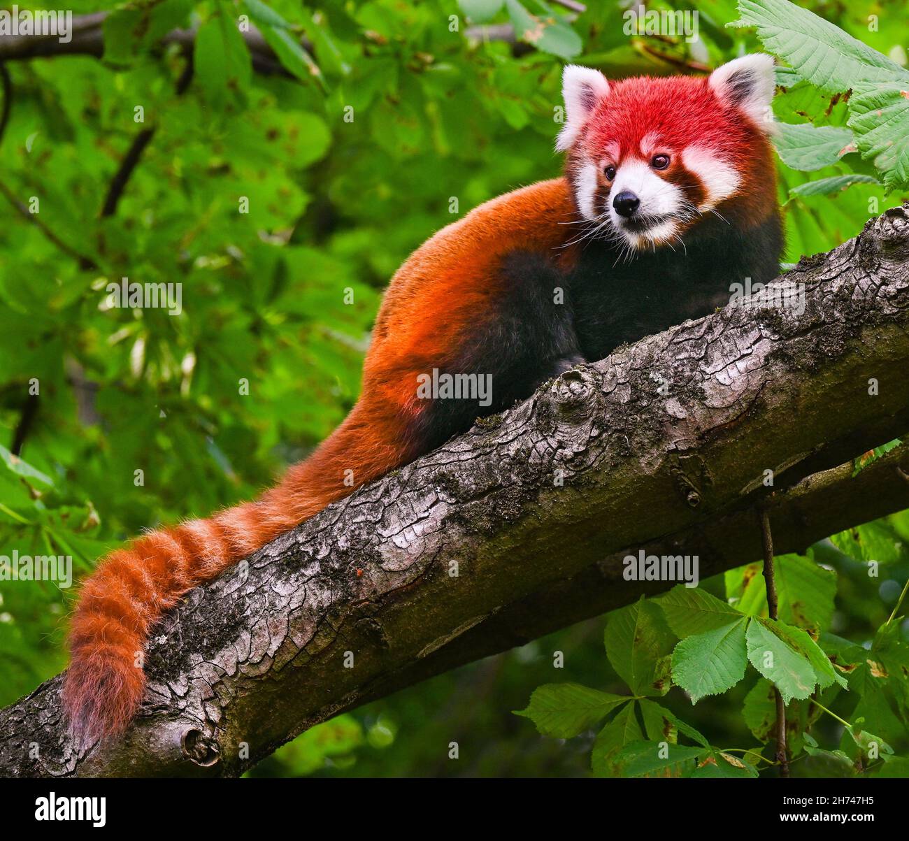 Il panda rosso guarda verso il basso da un alto ramo d'albero. Foto Stock