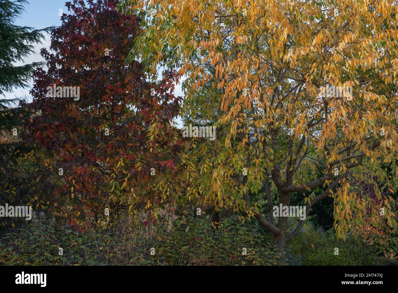 Il contrasto di colori sulle foglie della serotina prunus, o il ciliegio nero e la stiliblula liquirambra o pino nocciola Foto Stock