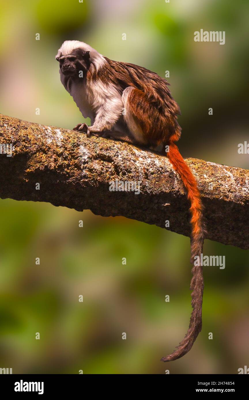 Cotone Top Tamarin, saguinus oedipus, seduto su un ramo Foto Stock