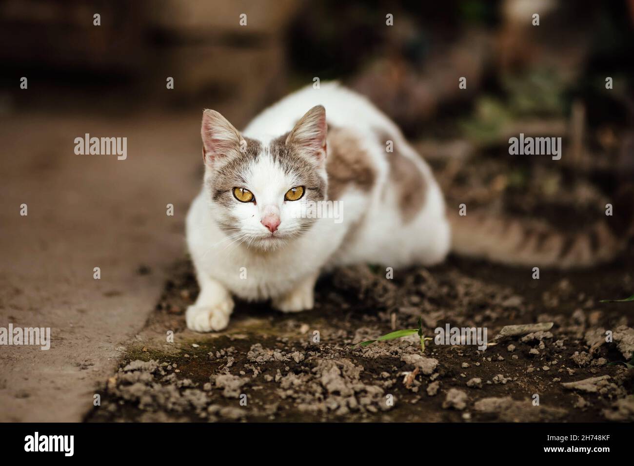 Un gatto domestico che galla la sua preda Foto Stock