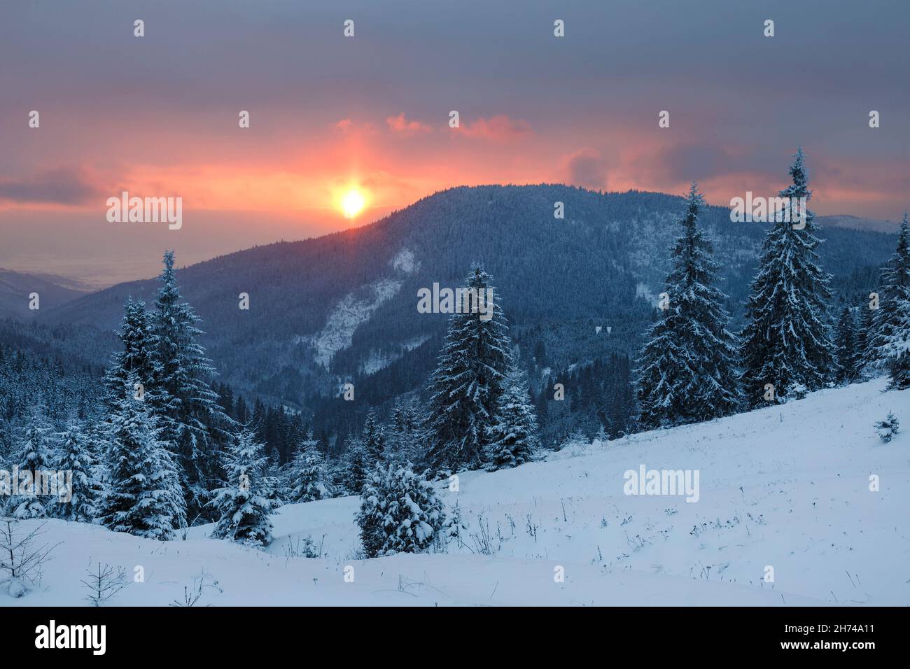 Paesaggio mozzafiato di atletica. Paesaggio invernale al tramonto. Albero coperto di neve sotto la luce del sole. Luci rosse sul paesaggio. Foto Stock