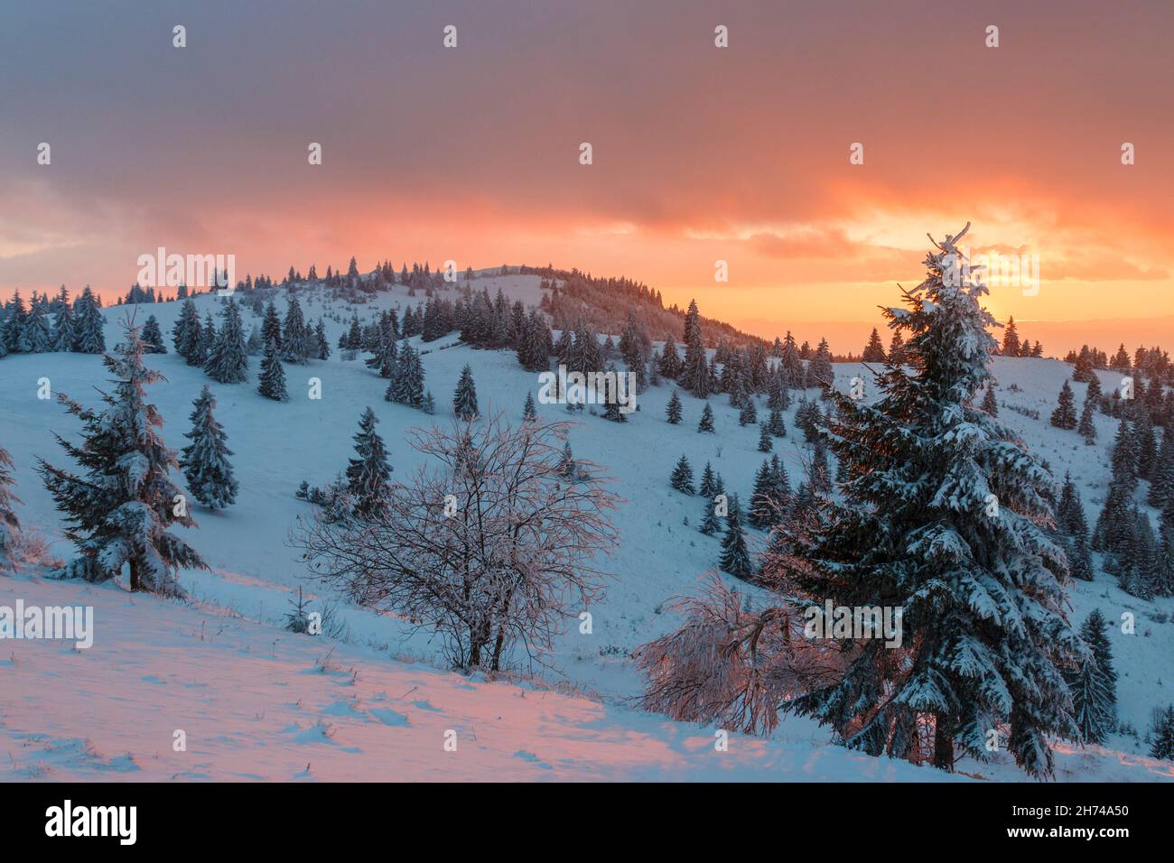 Paesaggio mozzafiato di atletica. Paesaggio invernale al tramonto. Albero coperto di neve sotto la luce del sole. Luci rosse sul paesaggio. Foto Stock