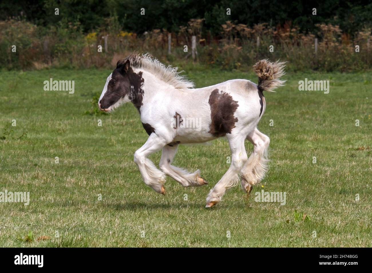 Gypsy COB Foal. Foto Stock