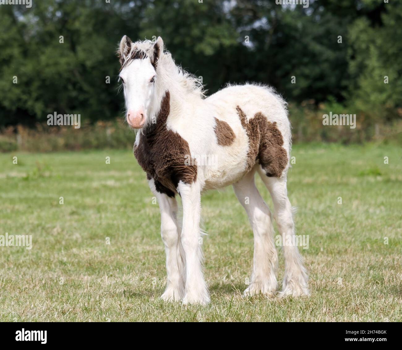 Gypsy COB Foal. Foto Stock