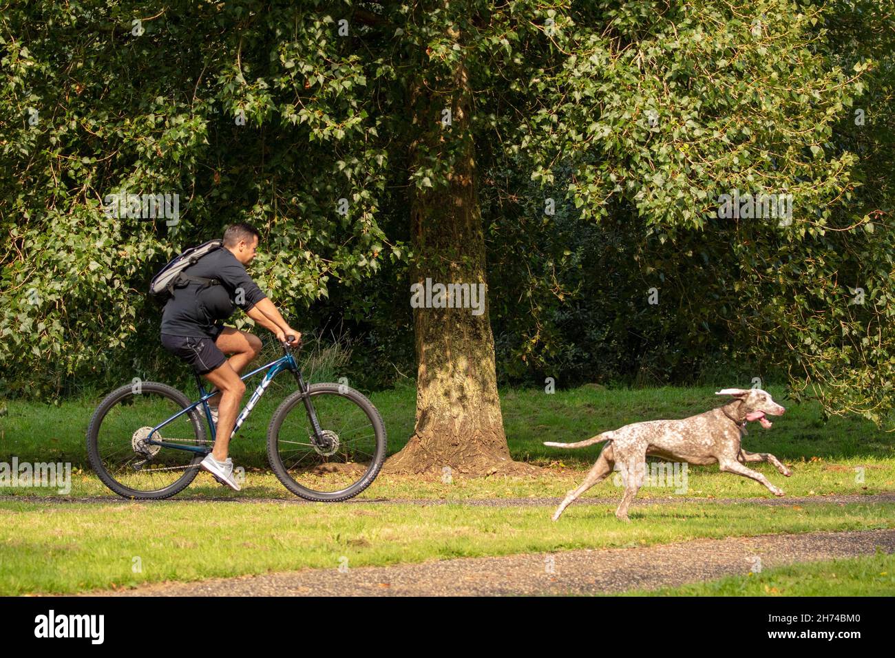 Uomo in bicicletta che esercita il suo cane Foto Stock