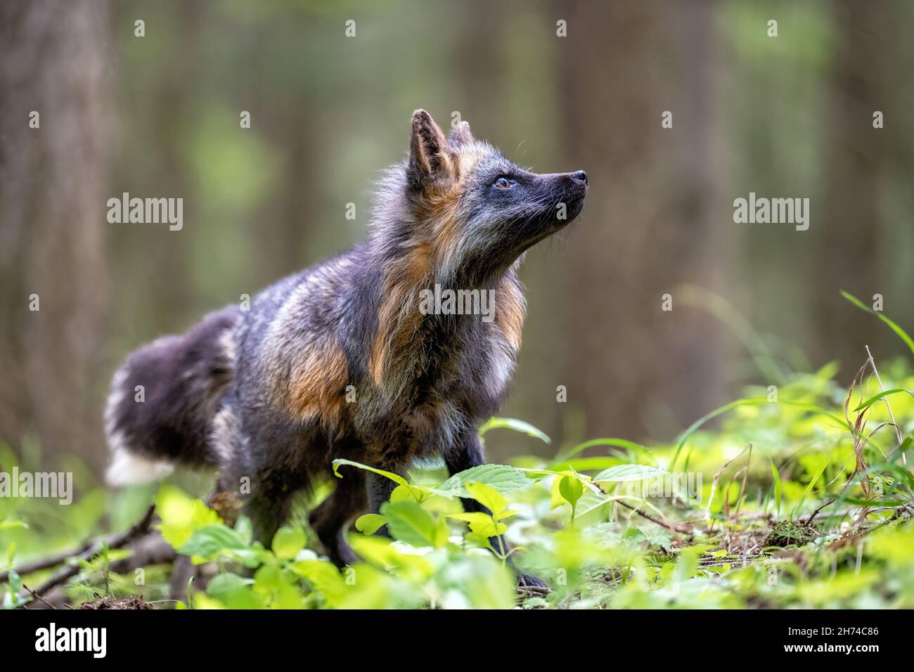 Una volpe rossa caccia i fagiani in un prato. Foto Stock