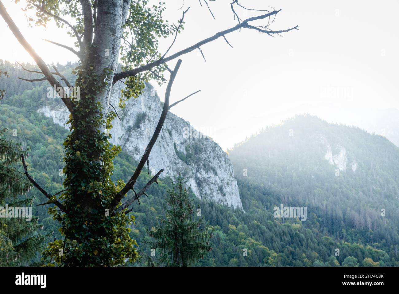 Albero e foresta di montagna in luce soffusa dell'alba Foto Stock