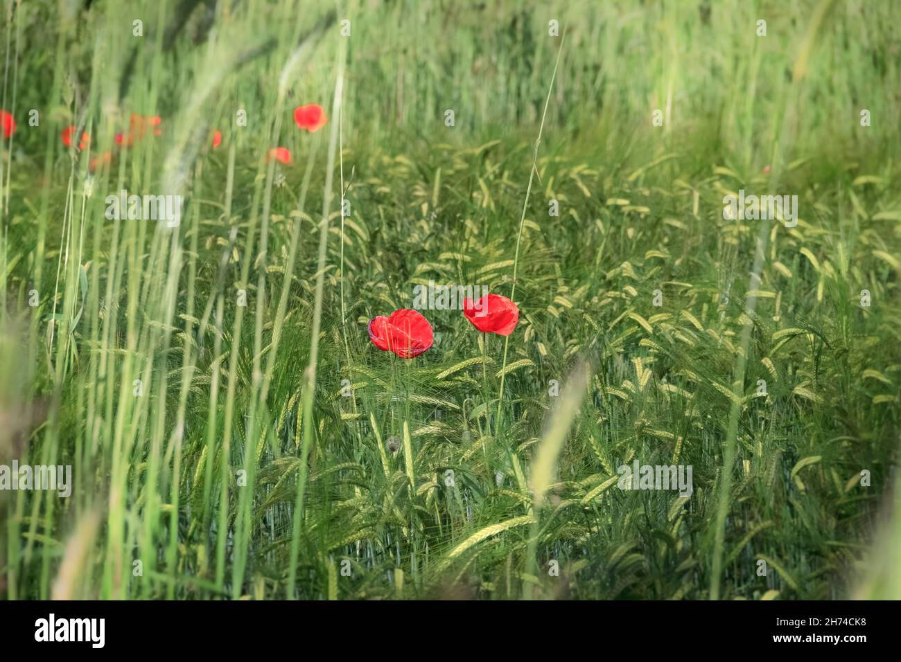 Papaveri su campo di grano verde. Foto Stock