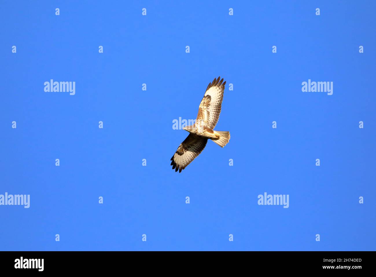 Un buzzard (buteobuteo) in volo contro un cielo blu senza nuvole Foto Stock