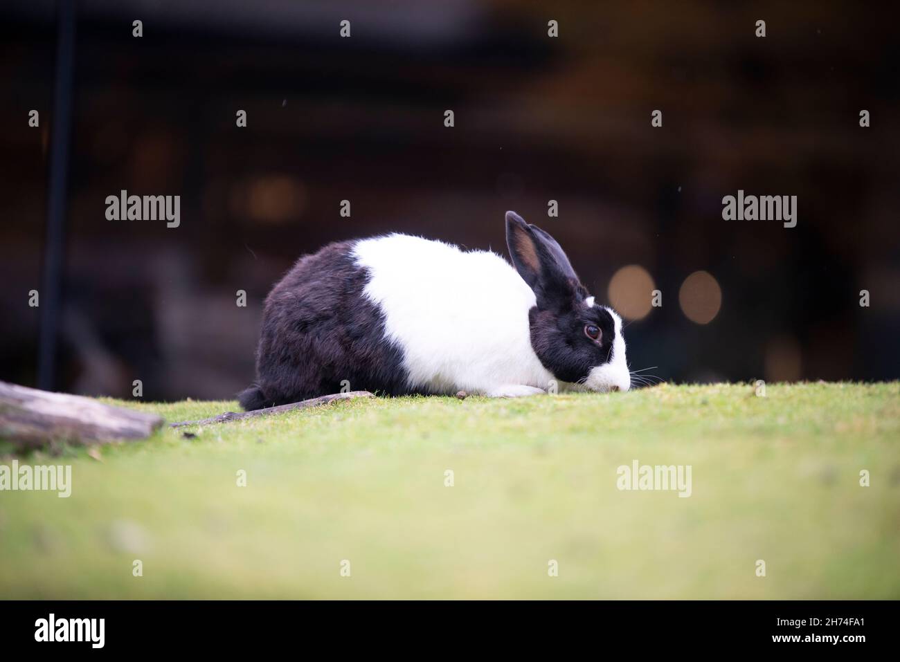 Bianco e nero bunny Foto Stock