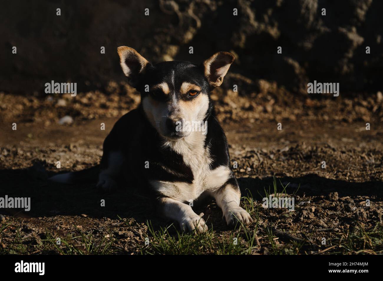 Cane di razza mista è sdraiato su terra. Emozioni del cane e linguaggio del corpo. Crogiolarsi ai raggi del caldo sole estivo. Piccolo simpatico cane grel di nero e rosso con t Foto Stock