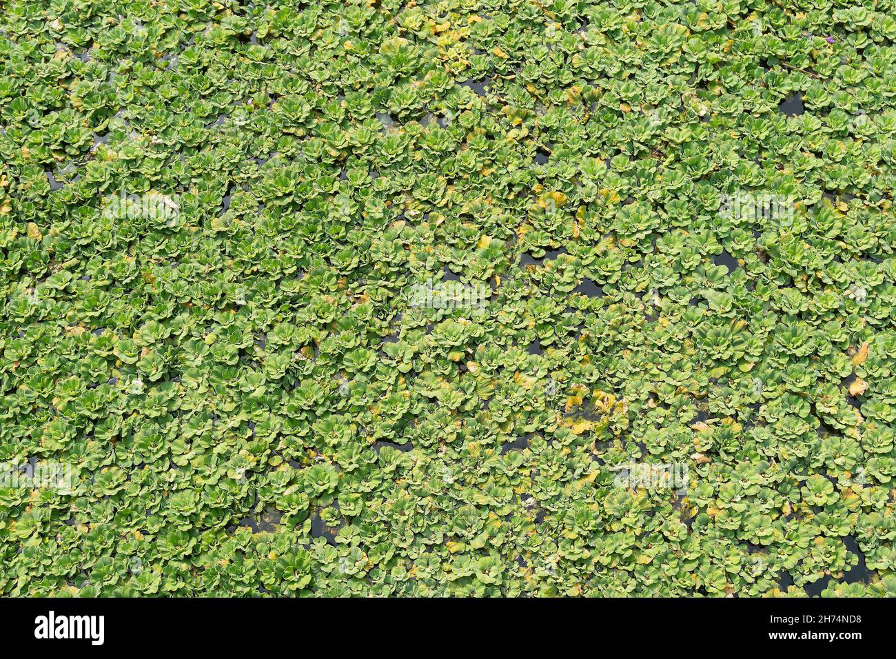 Kochuripana, Pontederia crassipes , noto come giacinto d'acqua comune è una pianta acquatica è spesso una specie invasiva altamente problematica che copre ent Foto Stock