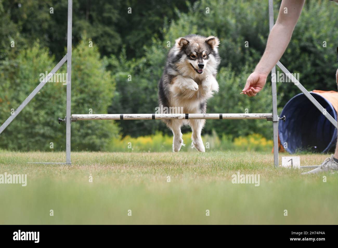 Foto di un cane finlandese Lapphund che salta sopra l'ostacolo nel corso di agilità, allenandosi all'aperto Foto Stock