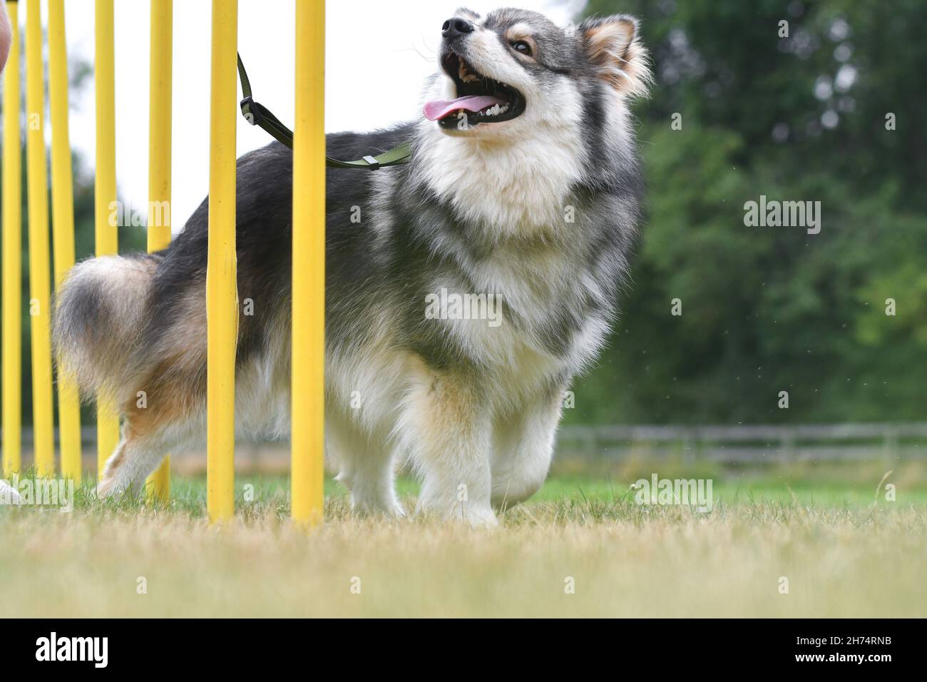 Foto di un giovane cane finlandese Lapphund agilità di allenamento o slalom in corso all'aperto Foto Stock