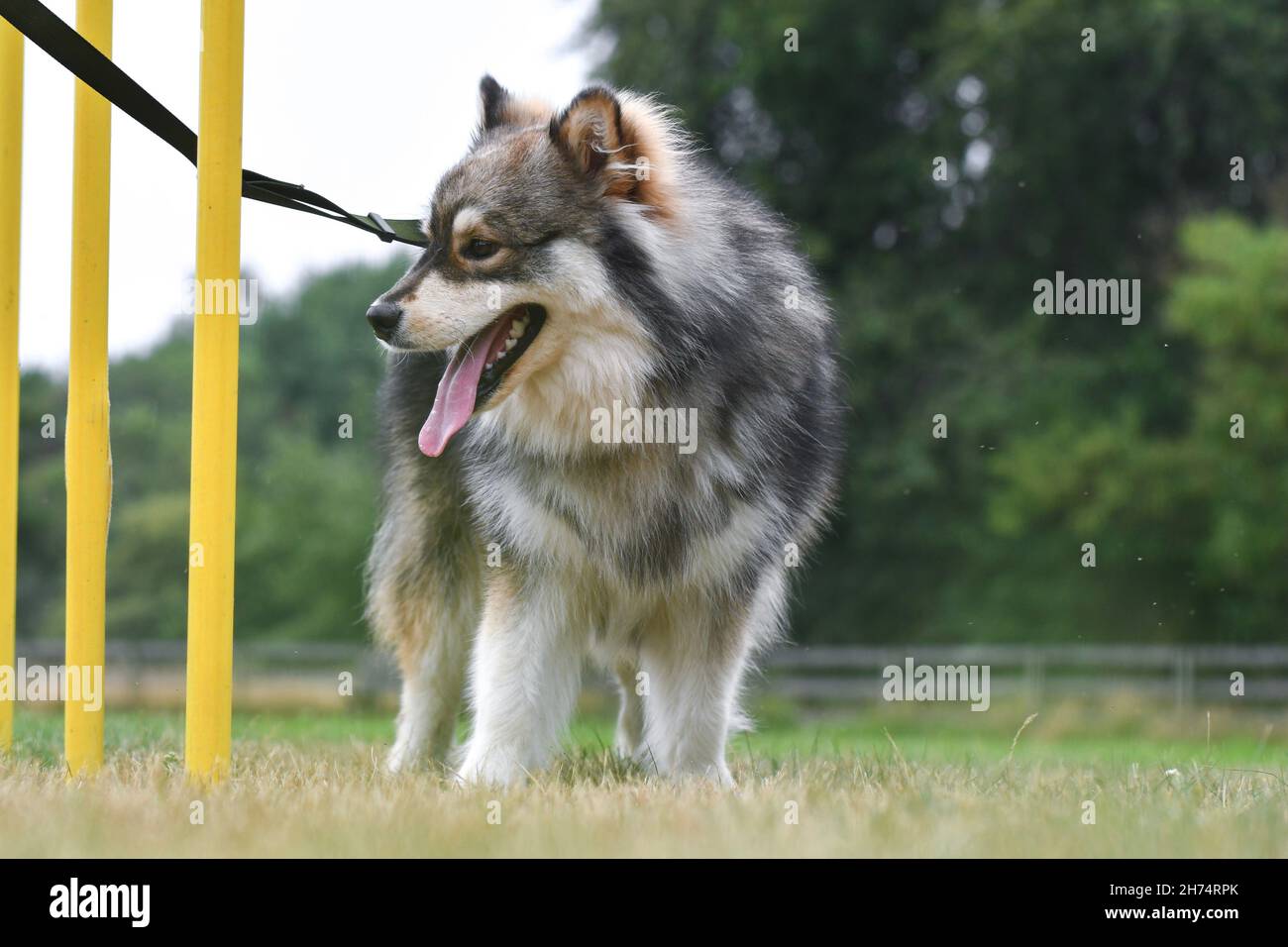 Foto di un giovane cane finlandese Lapphund agilità di allenamento o slalom in corso all'aperto Foto Stock