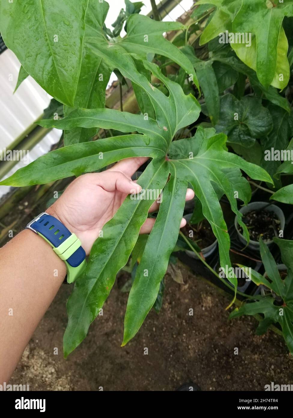 Bella foglia verde a forma di stella di Antermanio Pedatum Foto Stock