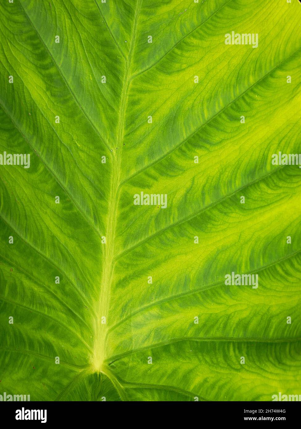 Thailandia gigante elefante foglia di orecchio superficie, Leucoccasia gigantea Foto Stock