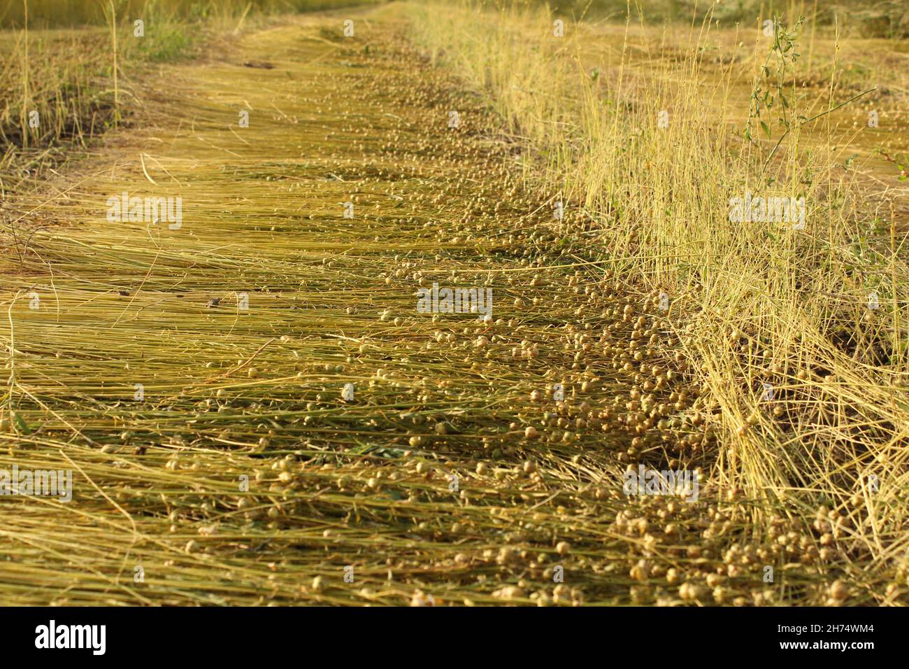una fila di piante di lino mature con semi in essiccazione nei campi della campagna olandese in closeup estivo Foto Stock