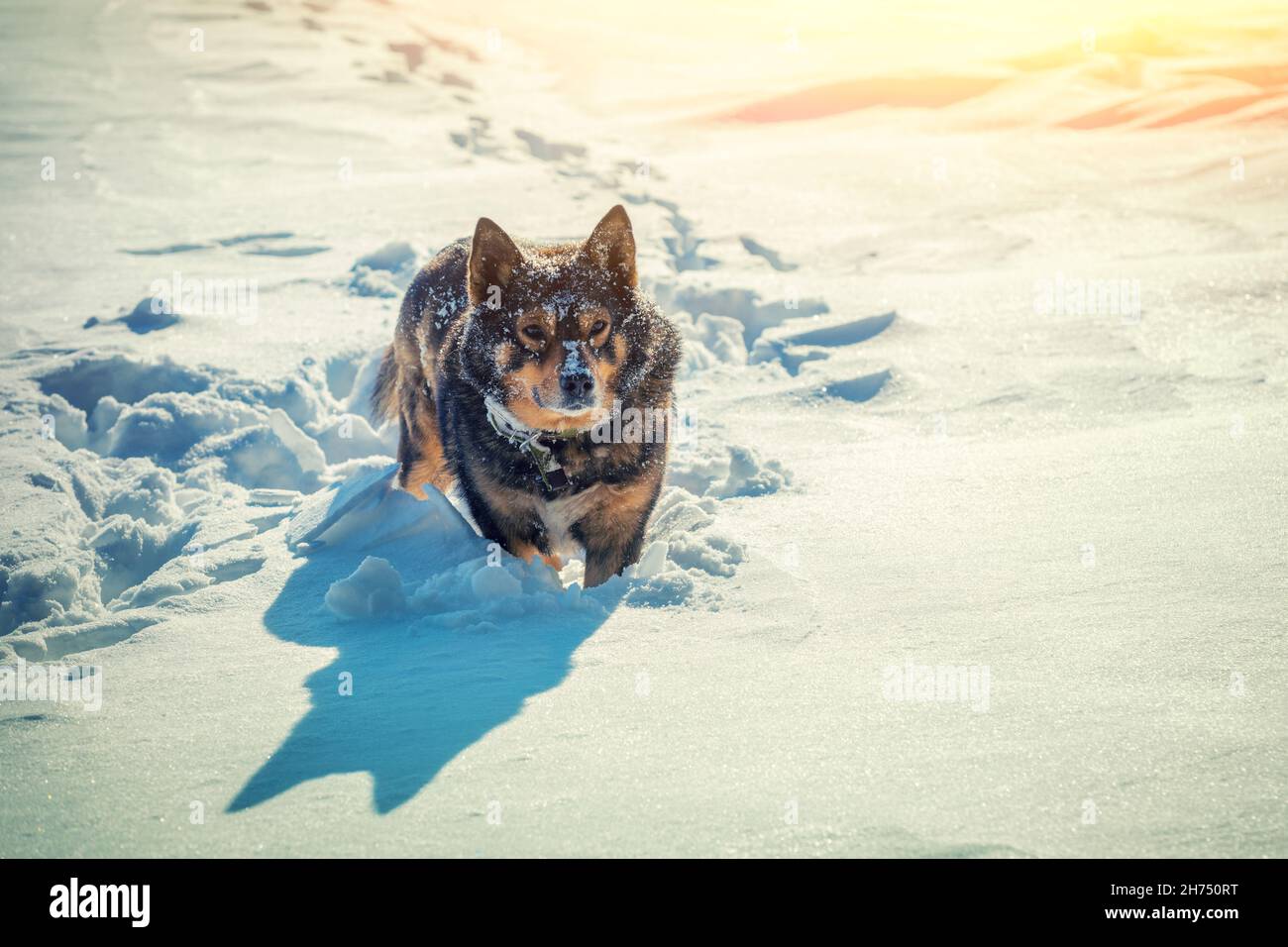Cane che cammina nella neve profonda in una giornata di sole d'inverno Foto Stock