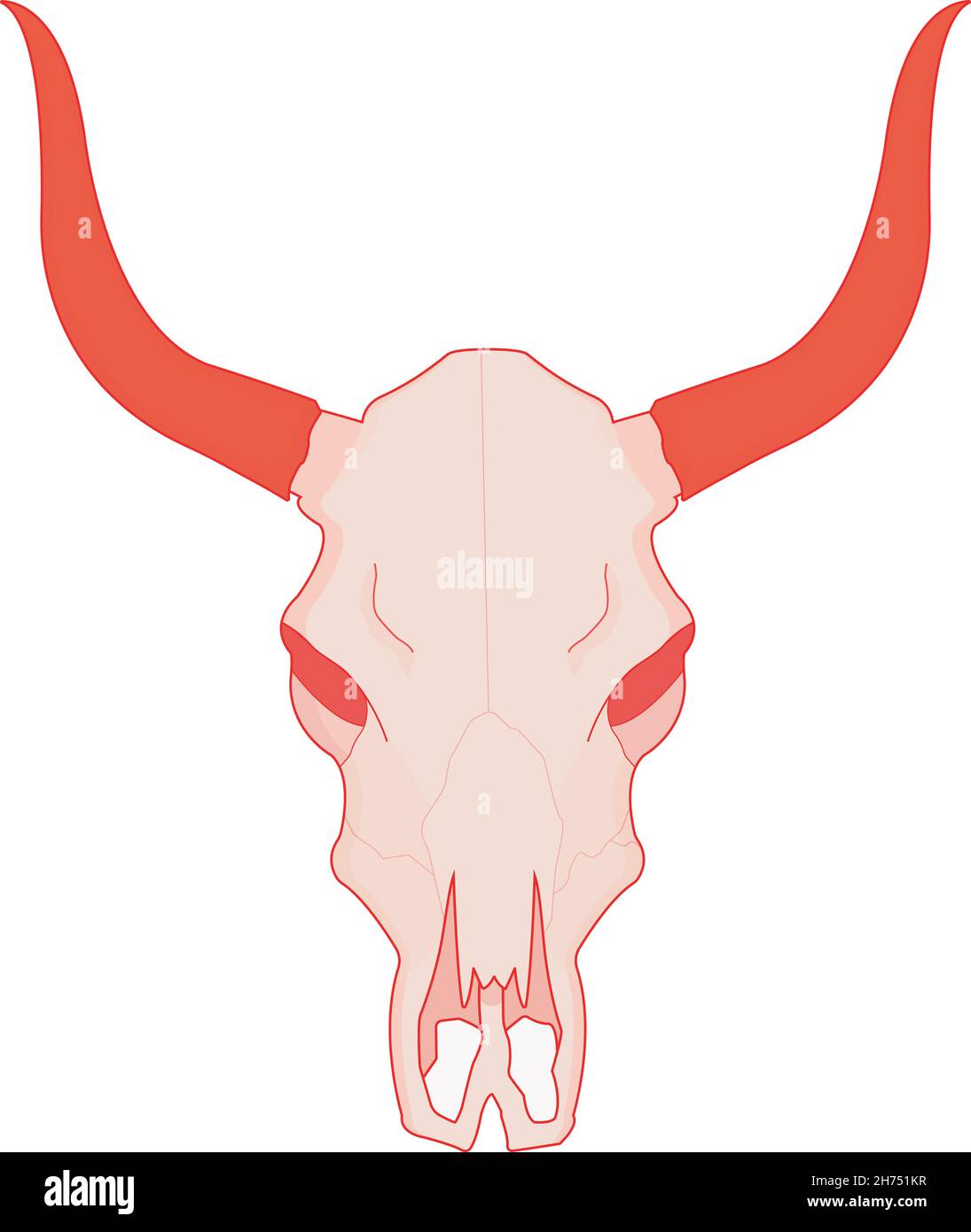 Cranio di vacca. Colore Illustrazione Vettoriale