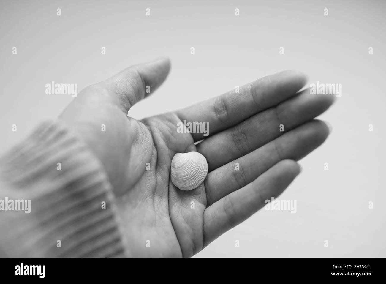 guscio di lumaca nel palmo umano. Foto in bianco e nero. Foto Stock