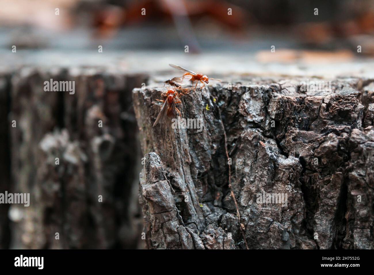 Formiche alate che lavorano insieme su un vecchio ceppo di albero del hickory Foto Stock