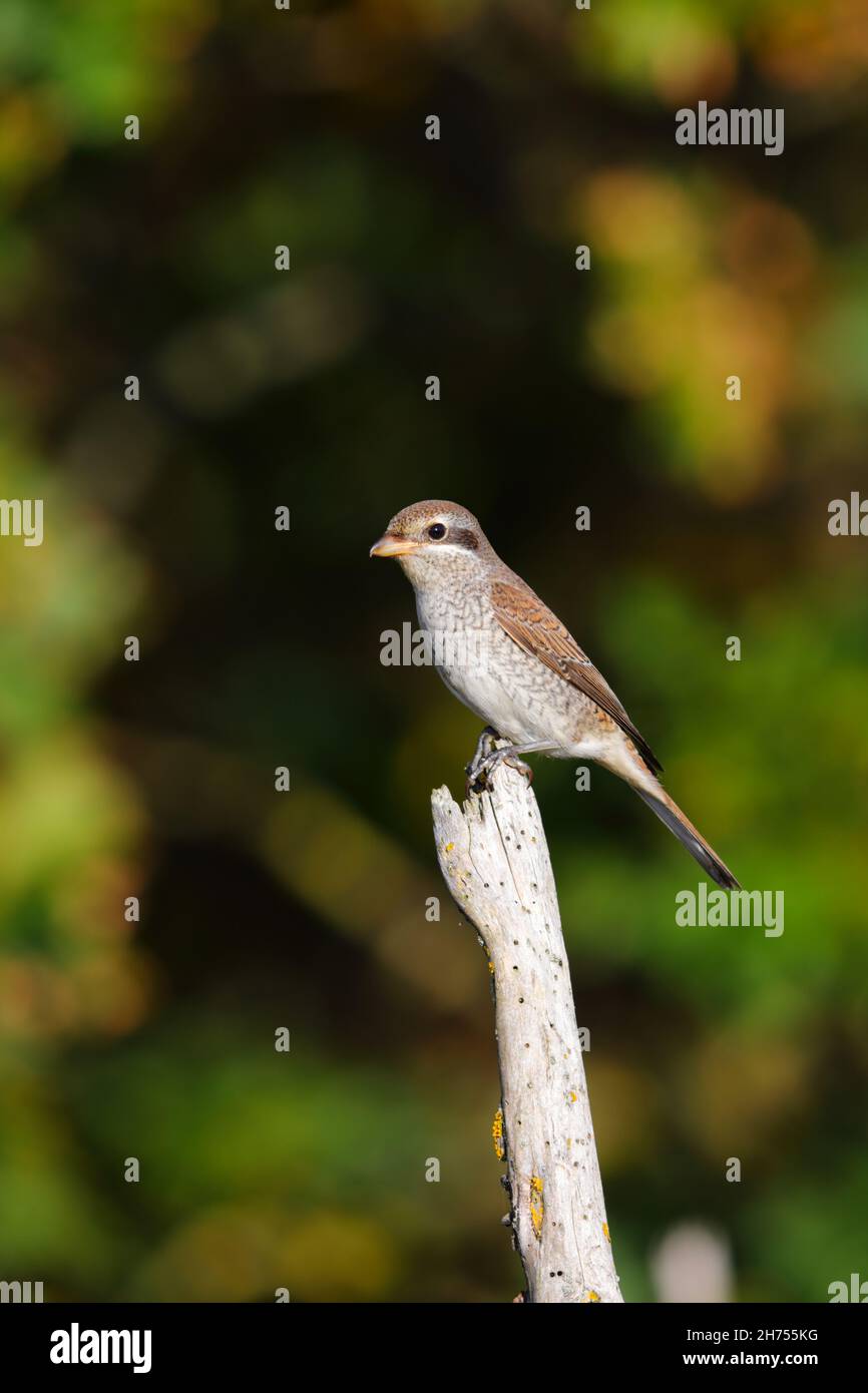Un giovane shrike (Lanius collurio) sostenuto dalla Red sulla migrazione sulla costa orientale del Regno Unito nel mese di settembre Foto Stock