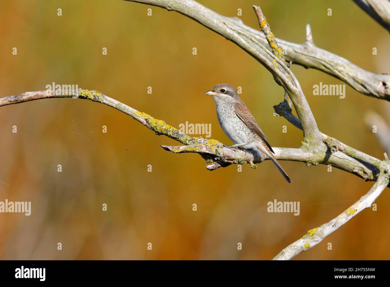 Un giovane shrike (Lanius collurio) sostenuto dalla Red sulla migrazione sulla costa orientale del Regno Unito nel mese di settembre Foto Stock