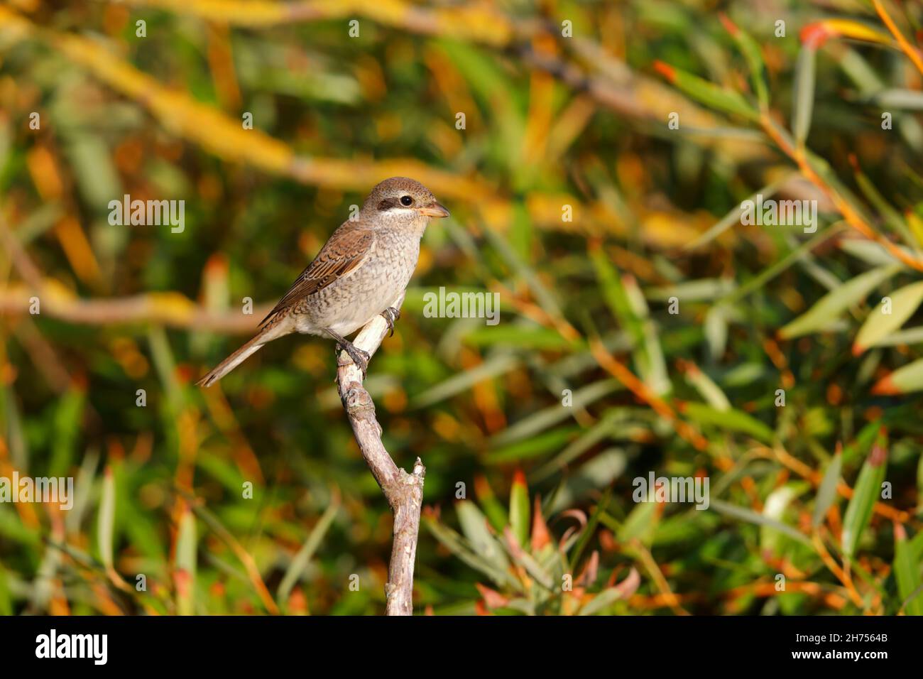 Un giovane shrike (Lanius collurio) sostenuto dalla Red sulla migrazione sulla costa orientale del Regno Unito nel mese di settembre Foto Stock