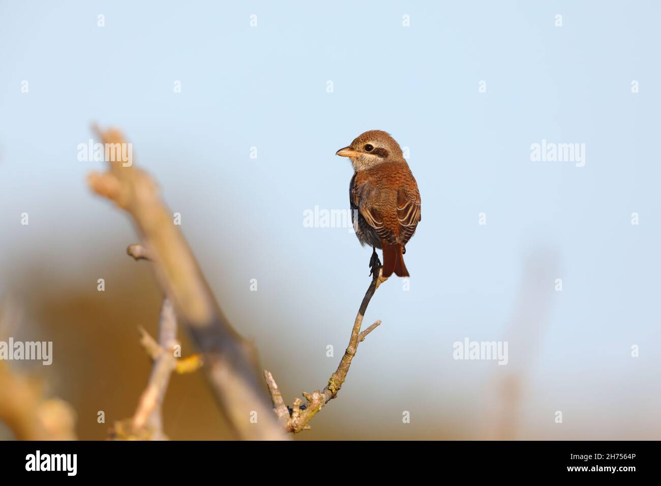 Un giovane shrike (Lanius collurio) sostenuto dalla Red sulla migrazione sulla costa orientale del Regno Unito nel mese di settembre Foto Stock