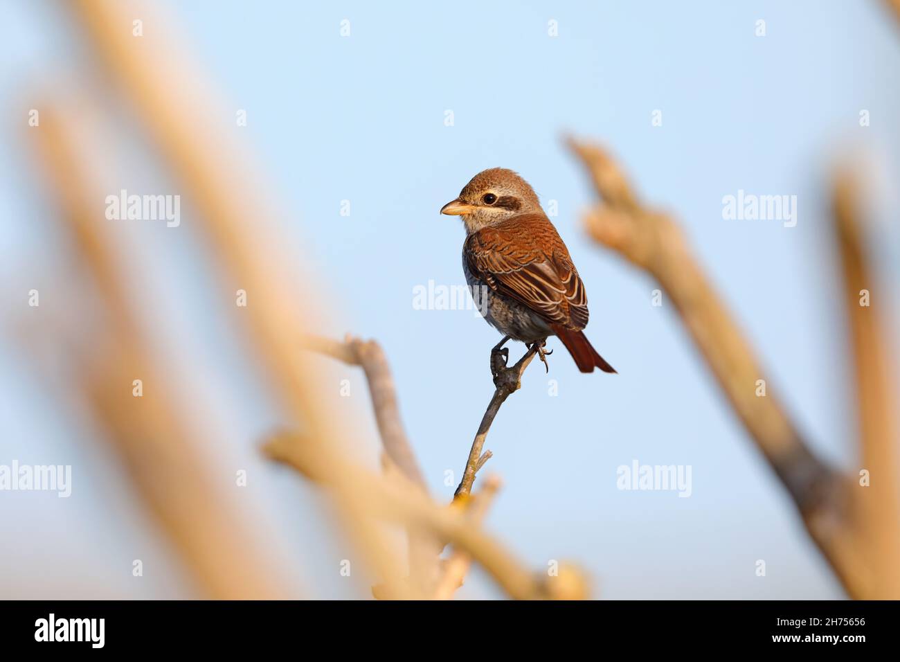 Un giovane shrike (Lanius collurio) sostenuto dalla Red sulla migrazione sulla costa orientale del Regno Unito nel mese di settembre Foto Stock