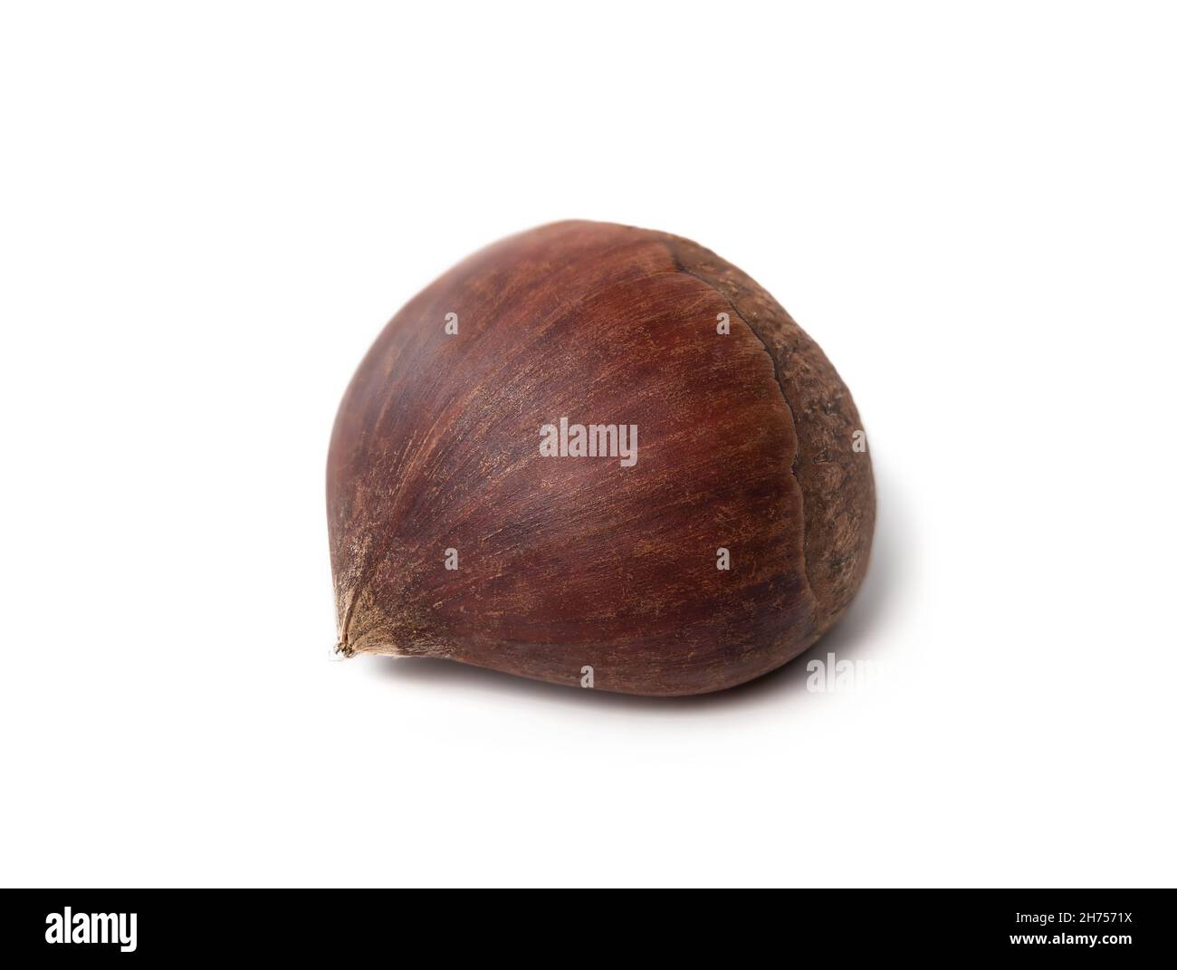 Castagno o castagno dolce, da vicino. Vista prospettica di un castagno crudo commestibile con buccia. Usato in molte ricette autunnali cotte, bollite, cuoco Foto Stock