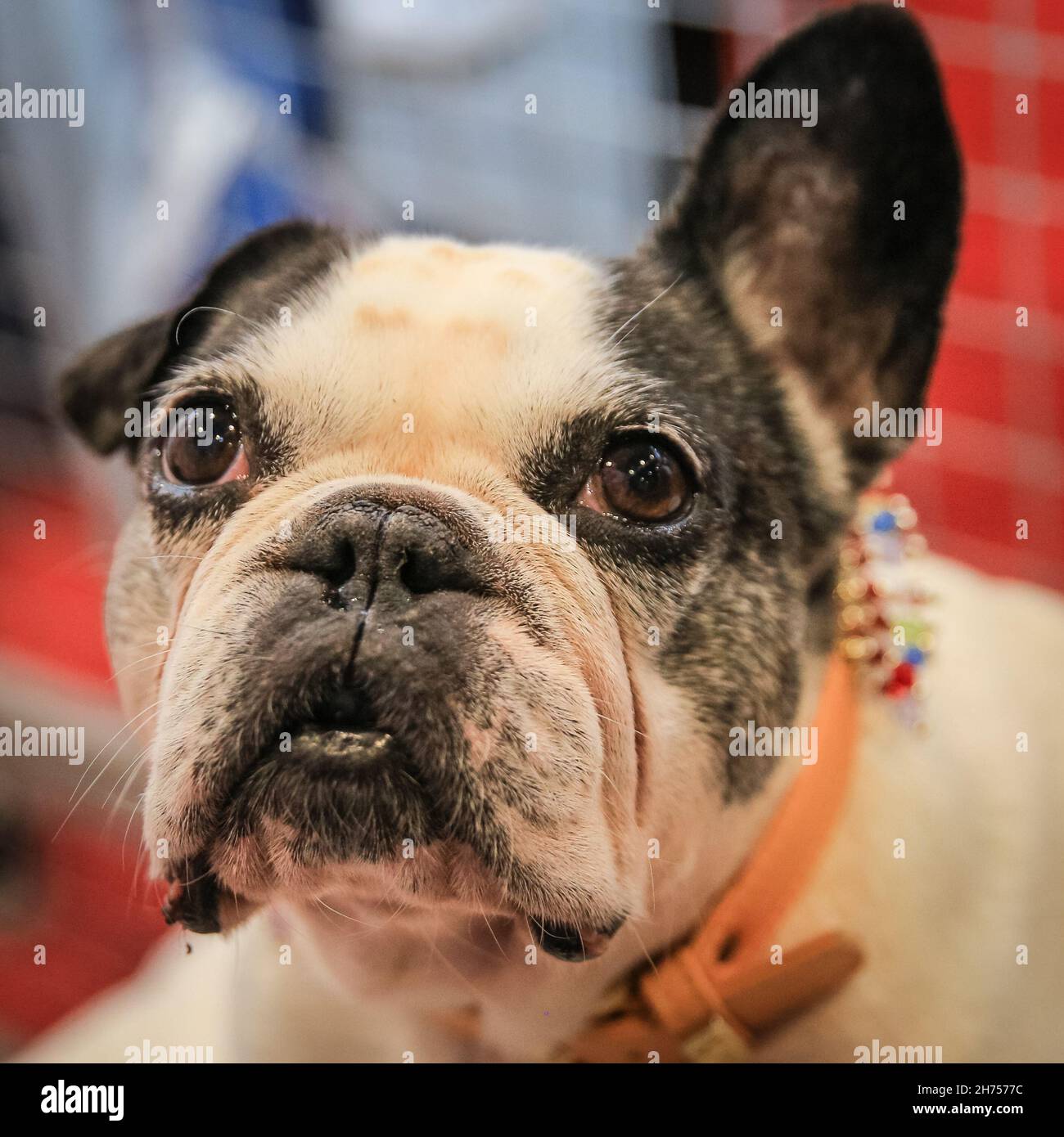 Excel Exhibition Centre, Londra, Regno Unito. 20 Nov 2021. Misty, un bel Bulldog  francese che ha 10 anni, si pone felicemente allo stand del Club Bulldog  francese d'Inghilterra. Il più grande evento