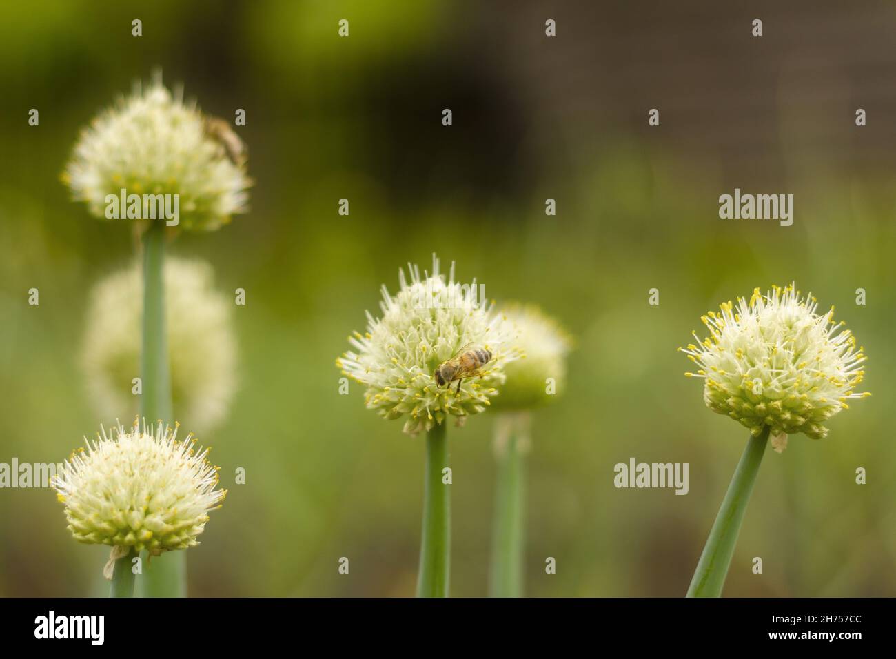 Un'ape raccoglie nettare da semi di cipolla giovani. Foto Stock