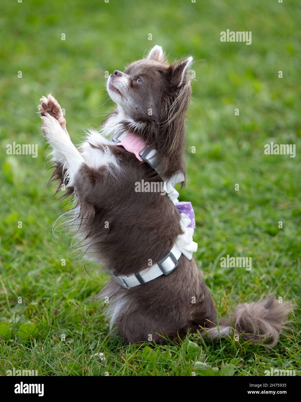 Lilla Chihuahua Foto Stock