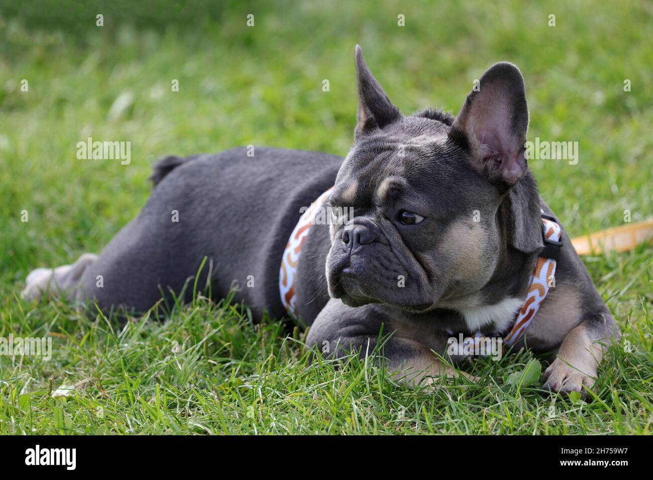 Bulldog francese controverso colore raro Foto Stock