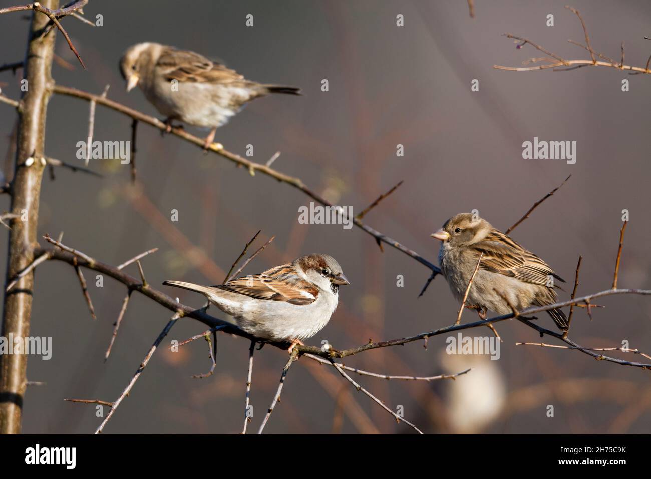 Casa passeri, (Passer domestica), arroccato su cespuglio di spine, un maschio e due femmine, bassa Sassonia, Germania Foto Stock