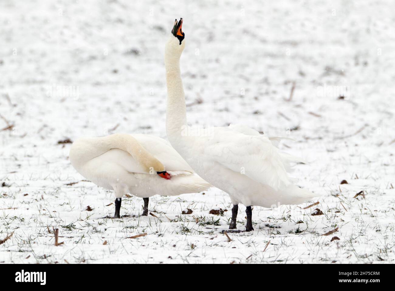 Mute Swans (Cygnus olor), coppia su campo innevato, il corteggiamento maschile che mostra alle donne, in inverno, bassa Sassonia, Germania Foto Stock