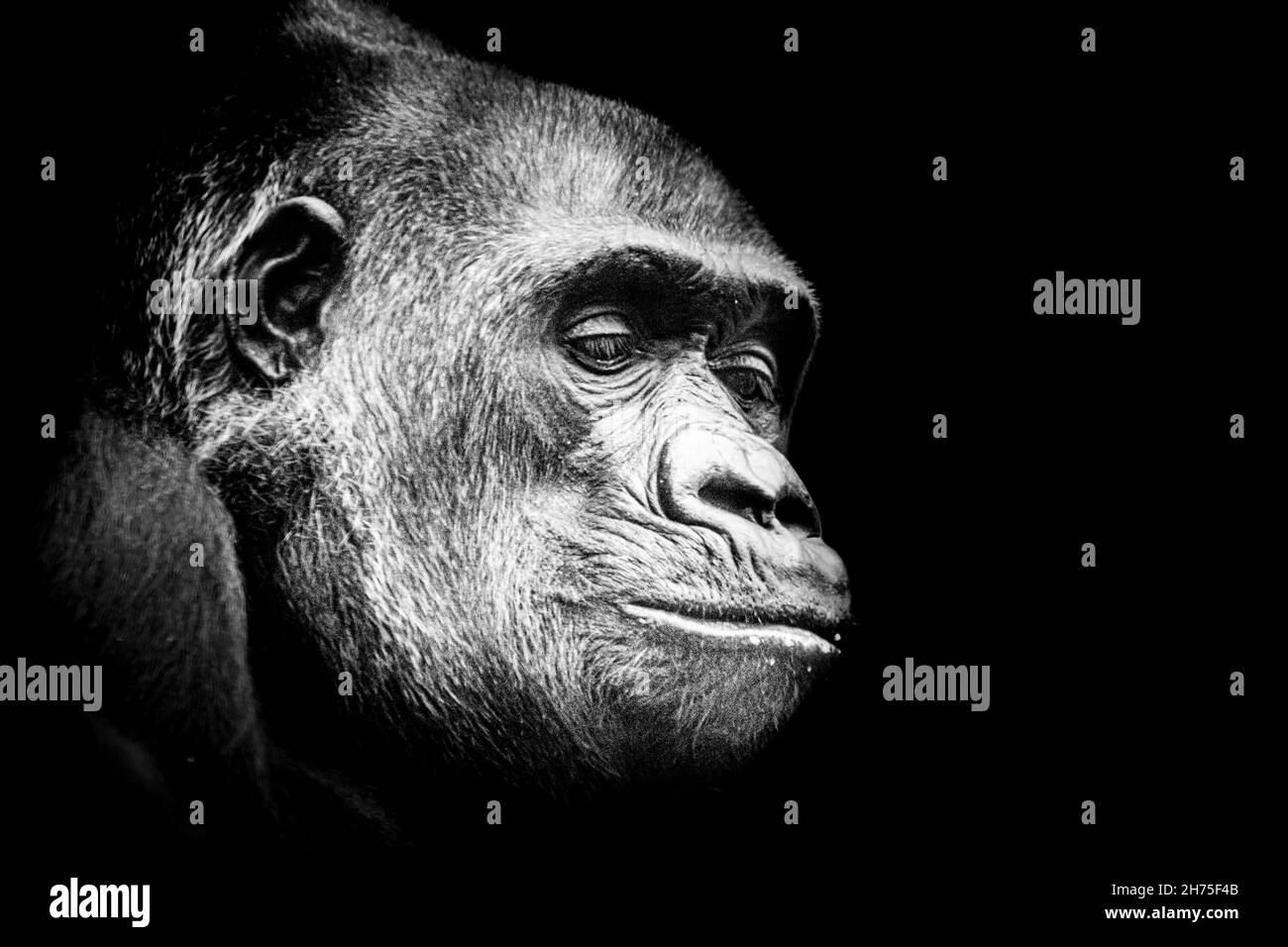 Bel ritratto d'arte di un gorilla maschile Foto Stock