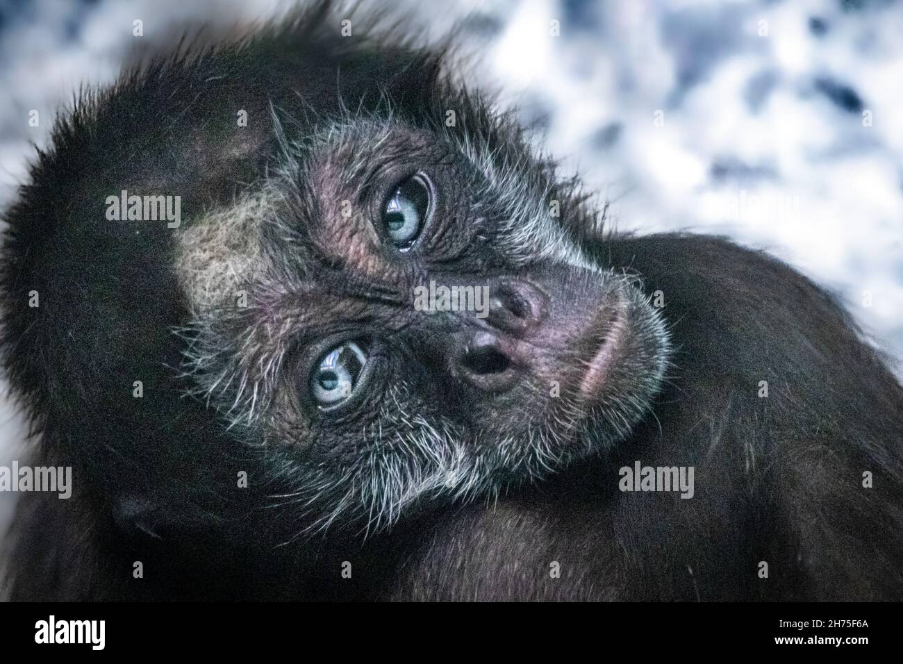 una scimmia ragno dagli occhi blu Foto Stock