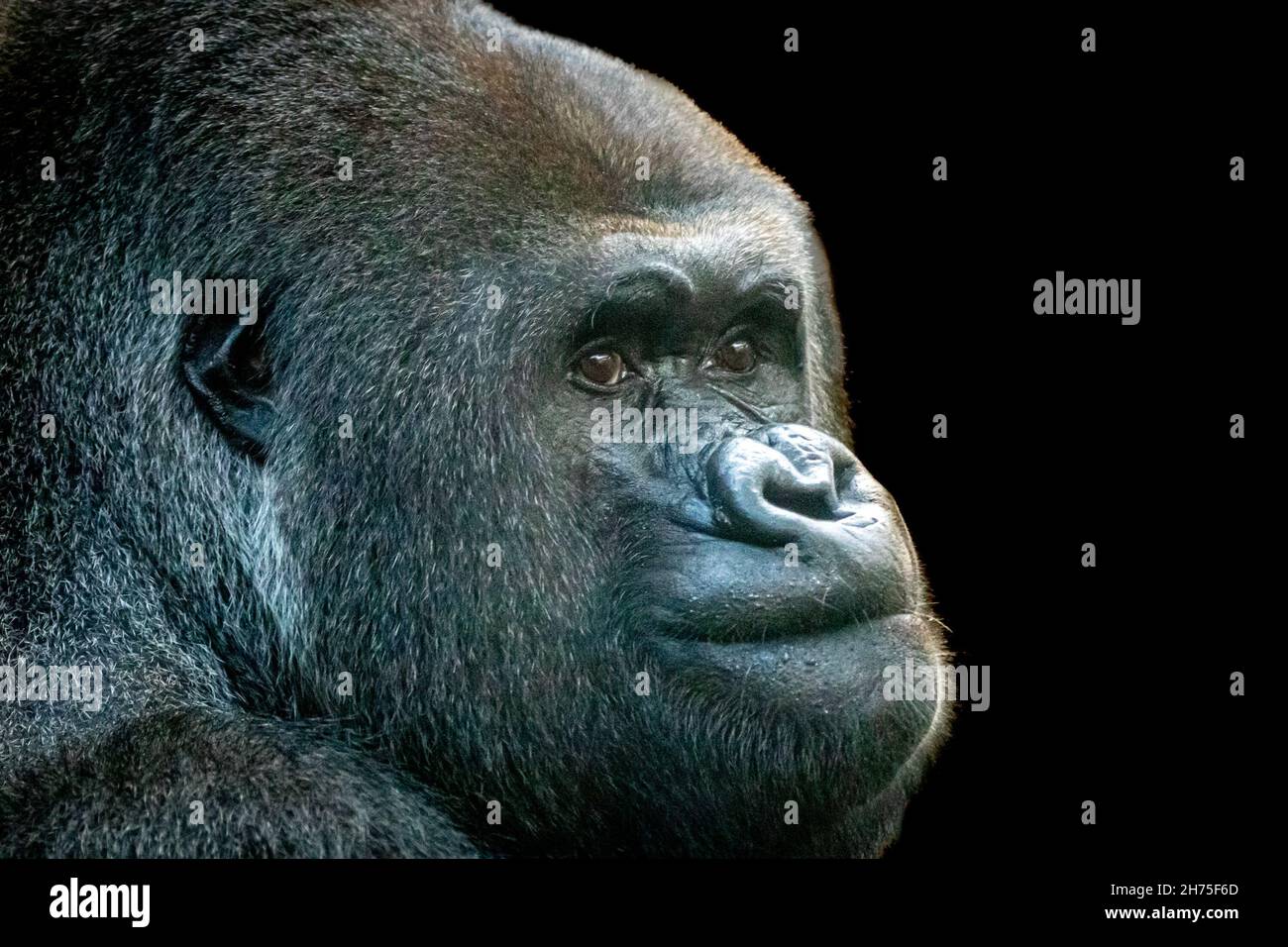 Bel ritratto d'arte di un gorilla maschile Foto Stock